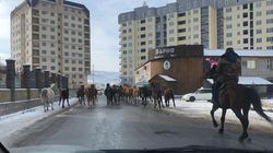 Табун лошадей мешает проезду машин на улице Токомбаева, - горожанин <i>(фото)</i>