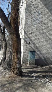 Житель Бишкека просит проверить состояние старых деревьев на Элебаева-Скрябина (фото)