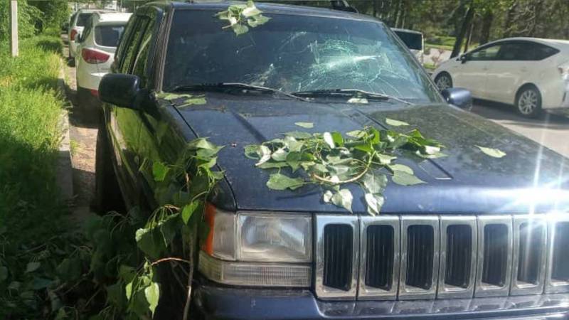 На ул.Ибраимова упавшая ветка дерева разбила лобовое стекло машины. Фото