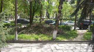 «Бишкекзеленхоз» проведет уборку срезанных веток на бульваре Эркиндик сегодня