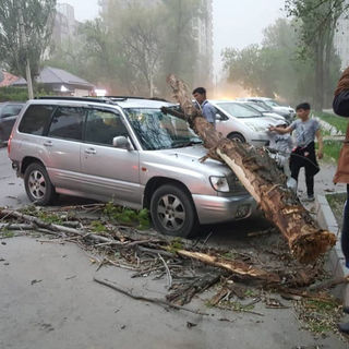 <b>Сильный ветер в Бишкеке валит деревья</b>. Фото и видео от очевидцев