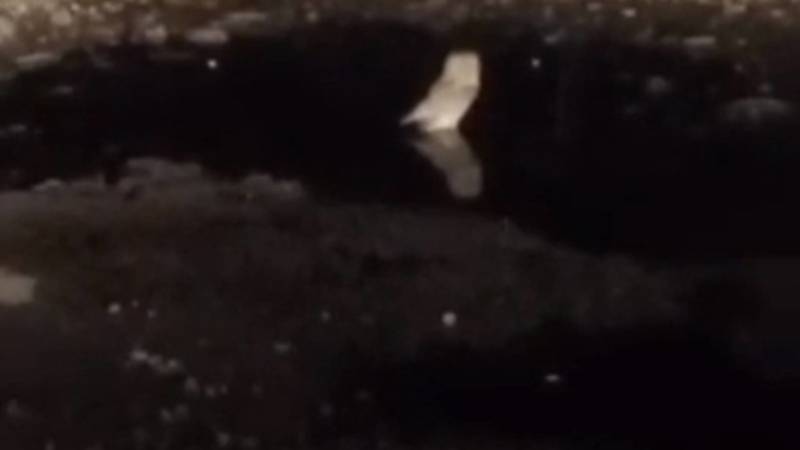 Бишкекчанин Мирлан обнаружил сову в мкр Юг-2. Видео