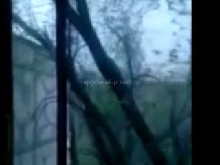 Бишкекчанка просит снести дерево возле ее дома (видео)