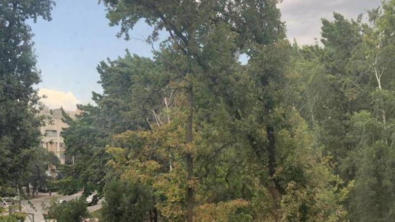 Горожанин сообщает об аварийном дереве на бульваре Эркиндик. Видео