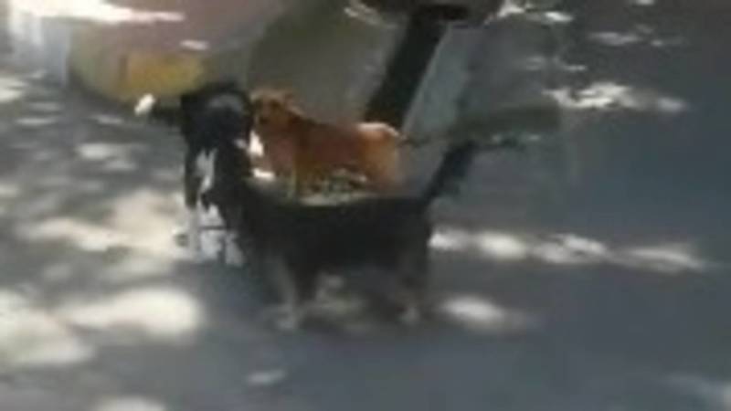 Бишкекчанин жалуется на бродячих собак в центре города