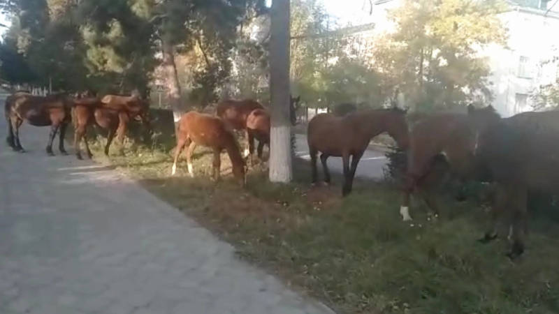 На ул.Тыныстанова в Караколе пасется табун лошадей, - горожанин