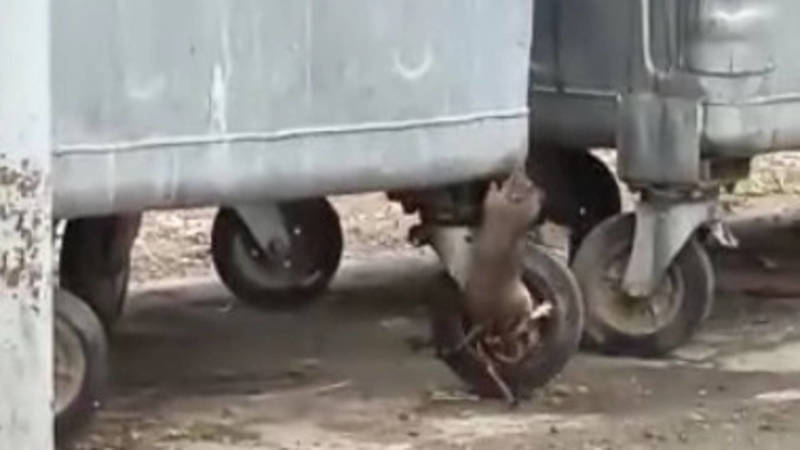 Жительница Джала жалуется на крыс у мусорных баков на Южной магистрали. Видео