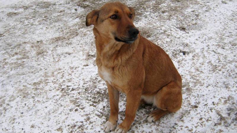«Ее тоже могут убить». Бишкекчанка просит неравнодушных приютить собаку, которая живет в альплагере Ала-Арча