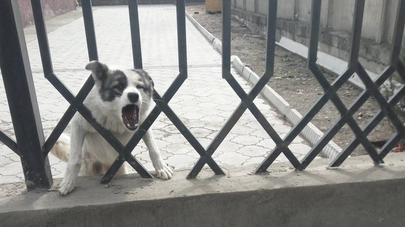 Бишкекчанин жалуется на собаку во дворе департамента пробации. Видео