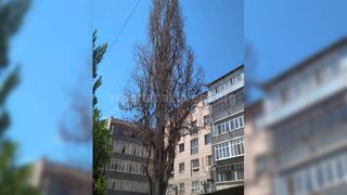 Засохшее дерево на Московской-Акиева до сих пор не убрали, - бишкекчанин (фото)