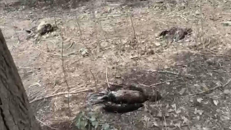 На территории водохранилища Ала-Арча-2 много мертвых птиц. Видео