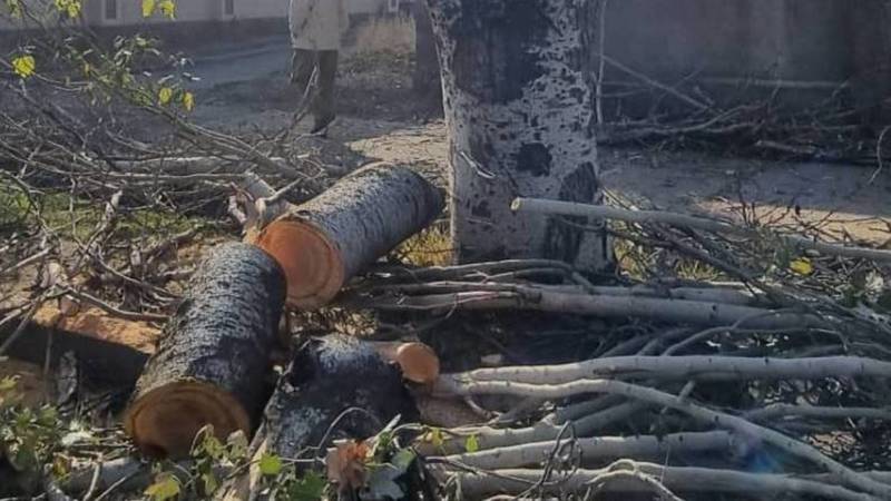 Законно ли вырубают деревья на Ахунбаева? Фото