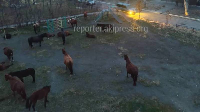 Мэрия «арестовала» лошадей, гулявших в парке Победы