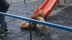 В Джале бродячие собаки бегают на детской площадке. Фото