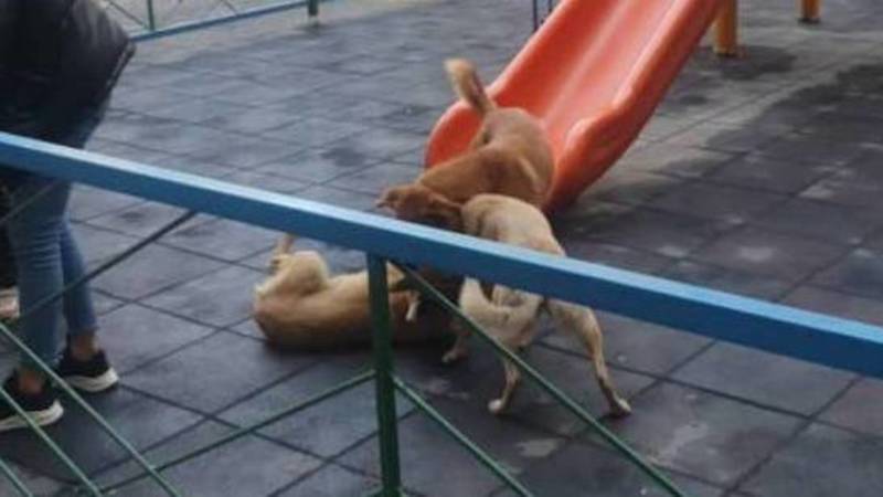 В Джале бродячие собаки бегают на детской площадке. Фото