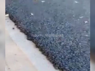 На ул.Садырбаева асфальтовое покрытие сделано по новой технологии, - мэрия