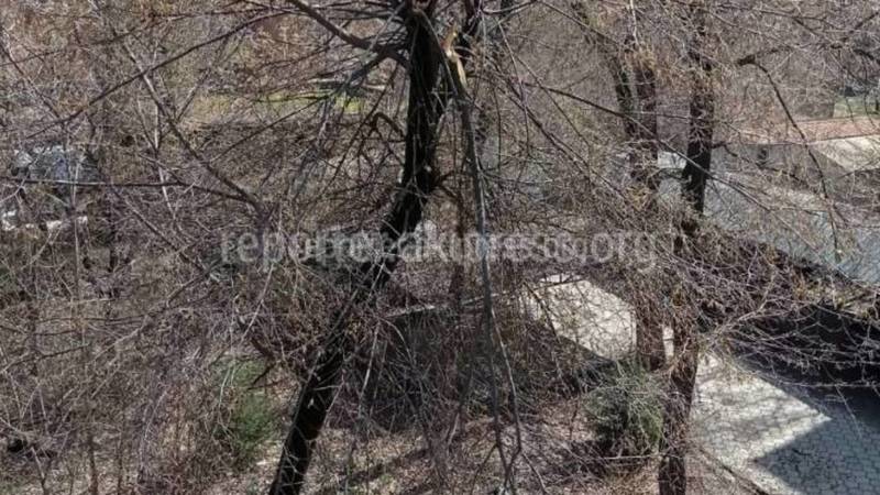 Сотрудники «Бишкекзеленхоза» не смогли убрать ветки во дворе дома на Токтогула из-за ограждений