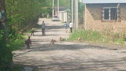 Горожанин просит провести отлов бродячих собак по ул.Суворова