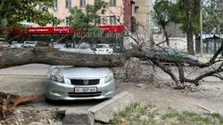 На Огонбаева упавшее из-за ветра дерево придавило «Хонду». Видео