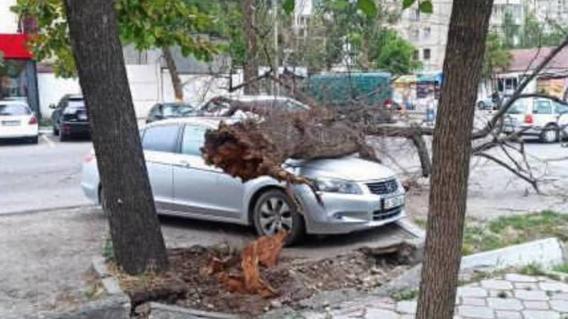 На Огонбаева упавшее из-за ветра дерево придавило «Хонду». Видео