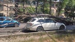 Дерево, упавшее на «Тойоту», повредило троллейбусную линию. Видео и фото