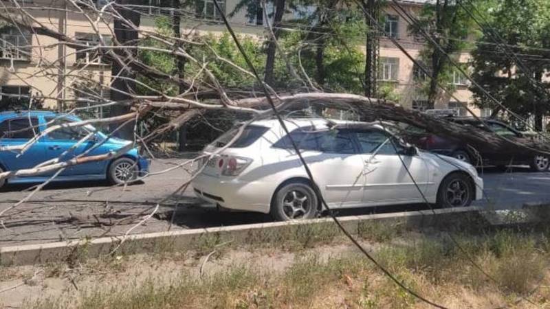 Дерево, упавшее на «Тойоту», повредило троллейбусную линию. Видео и фото