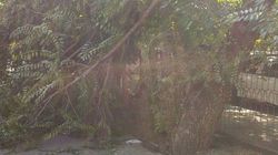 На Тыныстанова ветка дерева упала на тротуар. Фото