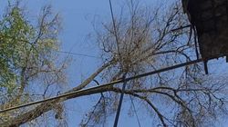 Высохшее и гнилое дерево на Логвиненко. Фото