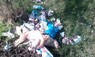 По ул.Шабдан Баатыра разбросан мусор, трупы мертвых животных, а деревья высохли, - читатель <b><i> (фото) </i></b>