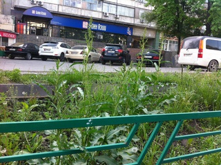 Уже май, но работы по побелке деревьев и приведению цветочных клумб в порядок в Бишкеке до сих пор не начались, - жители <b><i>(фото)</i></b>