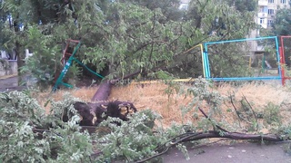 Последствия сильного ветра в Бишкеке <b><i>(фото, видео)</i></b>