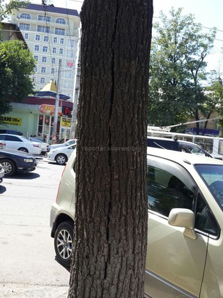 На Боконбаева-Абдрахманова стоит сухое дерево с трещиной, которое может обвалиться, - читатель <b><i>(фото)</i></b>