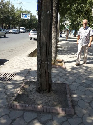 Читатель просит устранить аварийное дерево на Абдрахманова — Боконбаева <b><i>(фото)</i></b>