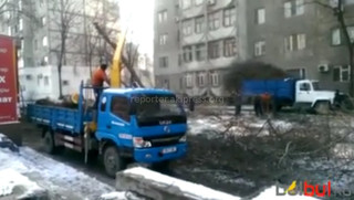 МП «Зеленстрой города Бишкек» провело работы по сносу 6 деревьев по улице Ибраимова на основании письменного заявления горожанина