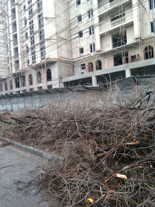 Мэрия Бишкека отвечает читателю, почему вырубили деревья по ул.Гоголя