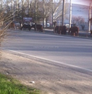 Хозяина 15 лошадей, которые паслись в мкр Асанбай, найти не удалось, - мэрия Бишкека