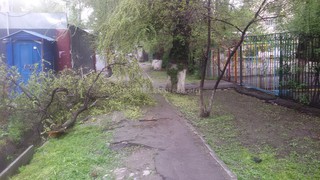 Ветка дерева, упавшая на тротуар у входа в детсад №73, не выдержала свой вес, - «Зеленстрой Бишкека»