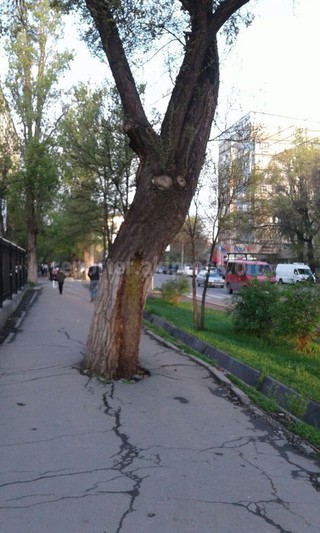 «Зеленстрой города Бишкек» обследует аварийное дерево возле школы №67