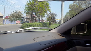 Горожанин просит подстричь кусты по проспекту Жибек Жолу (фото)
