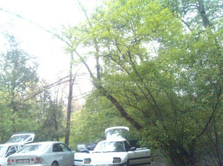 Читатель просит ликвидировать аварийное дерево в 9 мкр <i>(фото)</i>