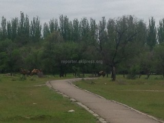 Читатель предполагает, что верблюды, пасущиеся вдоль проспекта Ч.Айтматова, могут быть опасны (фото)