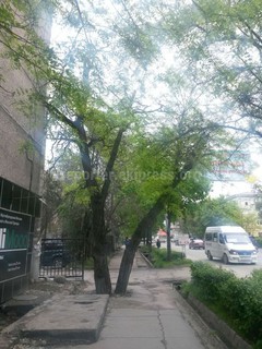 Читатель просит спилить дерево, расположенное на тротуаре по ул.Киевская (фото)