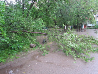 В квартале Спортивный города Кара-Балта упало дерево (фото)