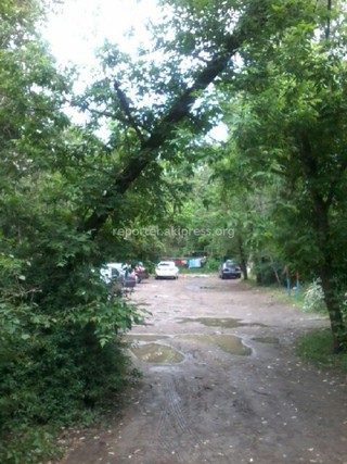 Аварийные деревья в 8 мкр Бишкека снесут на следующей неделе