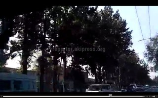 Ветка, повисшая над дорогой улицы Элебесова, была убрана, - мэрия Бишкека