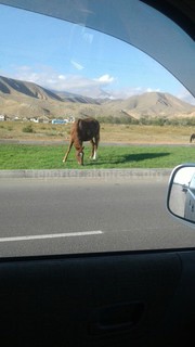 На газоне на разделительной полосе автодороги в Чолпон-Ате пасутся лошади <i>(фото)</i>