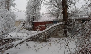 В селе Ленинское Аламединского района снег повалил много деревьев (фото)