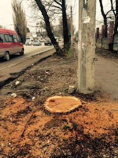 На пересечении улиц Абдрахманова и Куренкеева срубили деревья, - читатель (фото)