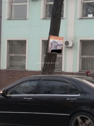 На пересечении улиц Абдрахманова и Жибек Жолу к дереву прибили таблицу с объявлением (фото)