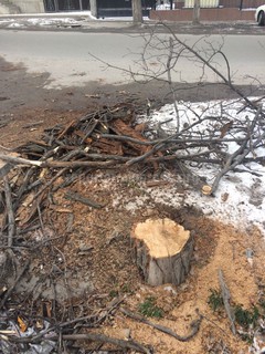 На перекрестке Чуй-Логвиненко продолжается вырубка деревьев, - читатель (фото)